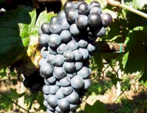 Refrontolo Passito Marzemino