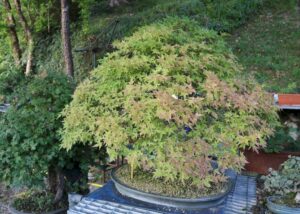 Tarzo-Giardino-Museo-Bonsai-della-Serenita-2