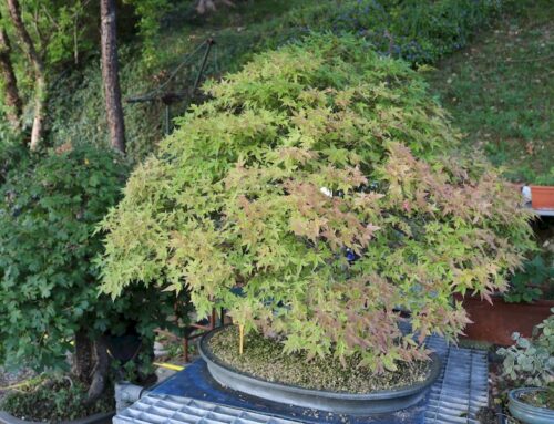 Giardino Museo Bonsai della Serenità